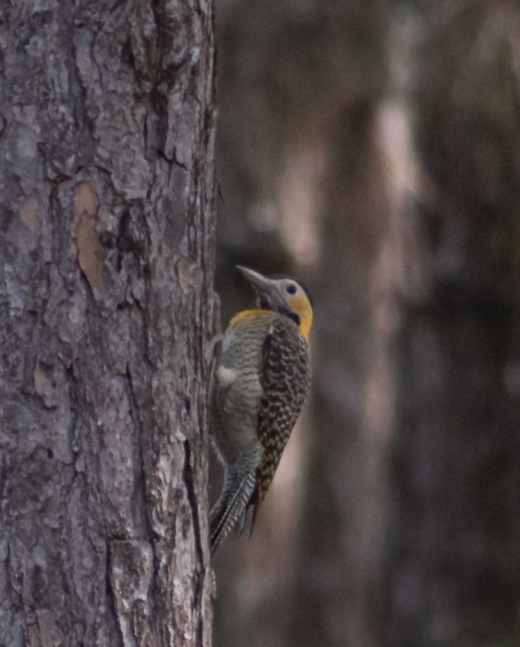 Campo Flicker